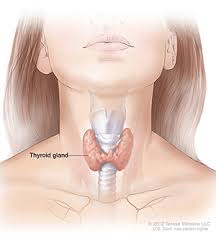 Hypothyroid Treatments For Women, AARx in Tampa Bay and Central Florida